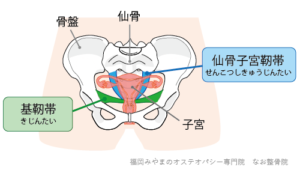 仙骨子宮靭帯と基靭帯