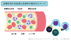 血液中の免疫細胞のイメージ
