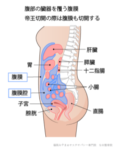 腹膜