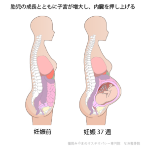 胎児の成長とともに子宮が増大し内臓を押し上げる