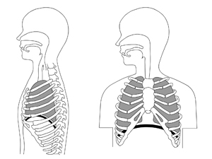 肋骨と肺は繋がっている