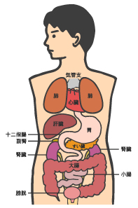 肝臓　肺　腎臓　腸