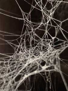 ファシアは蜘蛛の巣のような立体的な編み目構造
